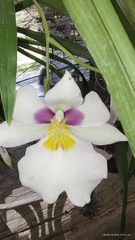 Miltoniopsis