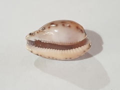 Notocypraea comptonii