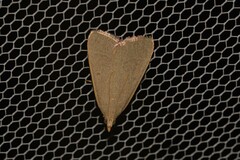 Hypsopygia albidalis
