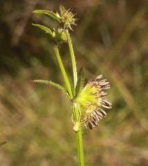 Opercularia hispidula