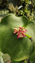 Pleurothallis marthae