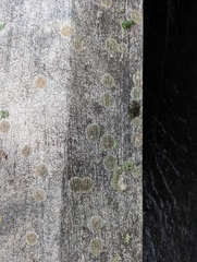 Protoblastenia rupestris