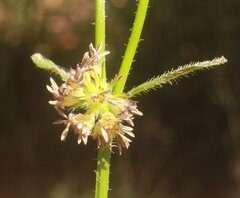 Opercularia hispidula