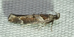 Pseudochelaria scabrella