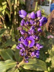 Dichorisandra thyrsiflora