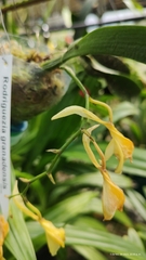 Rodriguezia granadensis