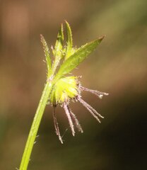 Opercularia hispidula