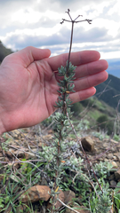 Eriogonum fasciculatum