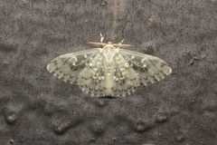 Lymantriinae