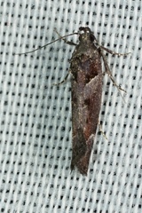 Pseudochelaria scabrella