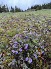 Phlox diffusa