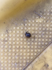 Polygyra cereolus