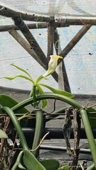 Vanilla phaeantha
