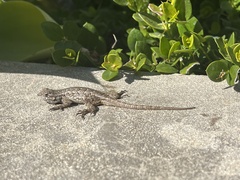 Sceloporus occidentalis