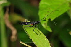 Hiranetis