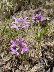 Clarkia pulchella