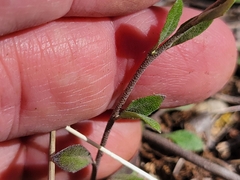 Physaria recurvata