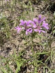 Clarkia pulchella