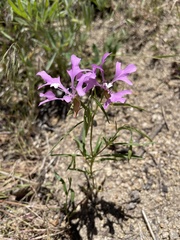 Clarkia pulchella