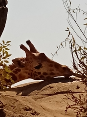 Giraffa camelopardalis