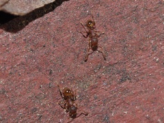 Pheidole navigans