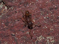 Pheidole navigans