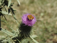 Hylephila fasciolata