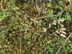 Plantago novae-zelandiae