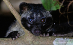 Paradoxurus philippinensis
