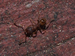Pheidole navigans