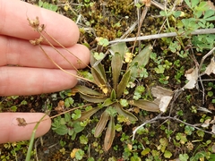 Plantago novae-zelandiae