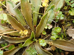 Plantago novae-zelandiae