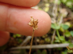 Plantago novae-zelandiae