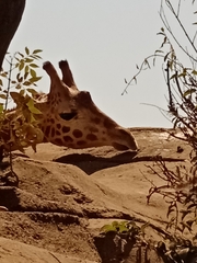 Giraffa camelopardalis