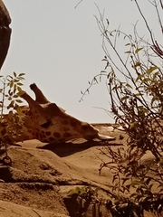 Giraffa camelopardalis
