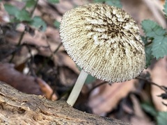 Pluteus readiarum