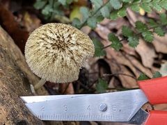 Pluteus readiarum