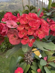 Euphorbia milii
