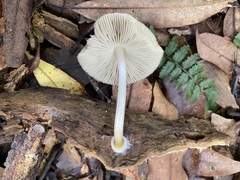 Pluteus readiarum