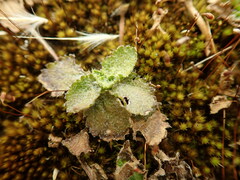 Gunnera dentata