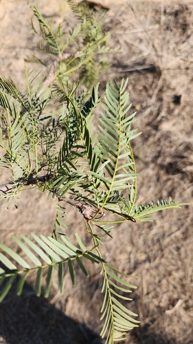 Image of Neltuma chilensis by no rights reserved