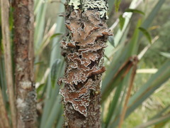Pseudocyphellaria intricata
