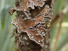 Pseudocyphellaria intricata