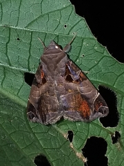 Calyptis