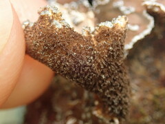 Pseudocyphellaria intricata
