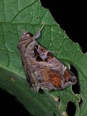 Calyptis