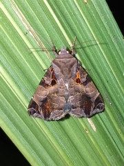 Calyptis