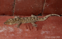 Gekko monarchus