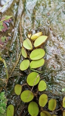 Salvinia auriculata