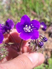 Phacelia parryi